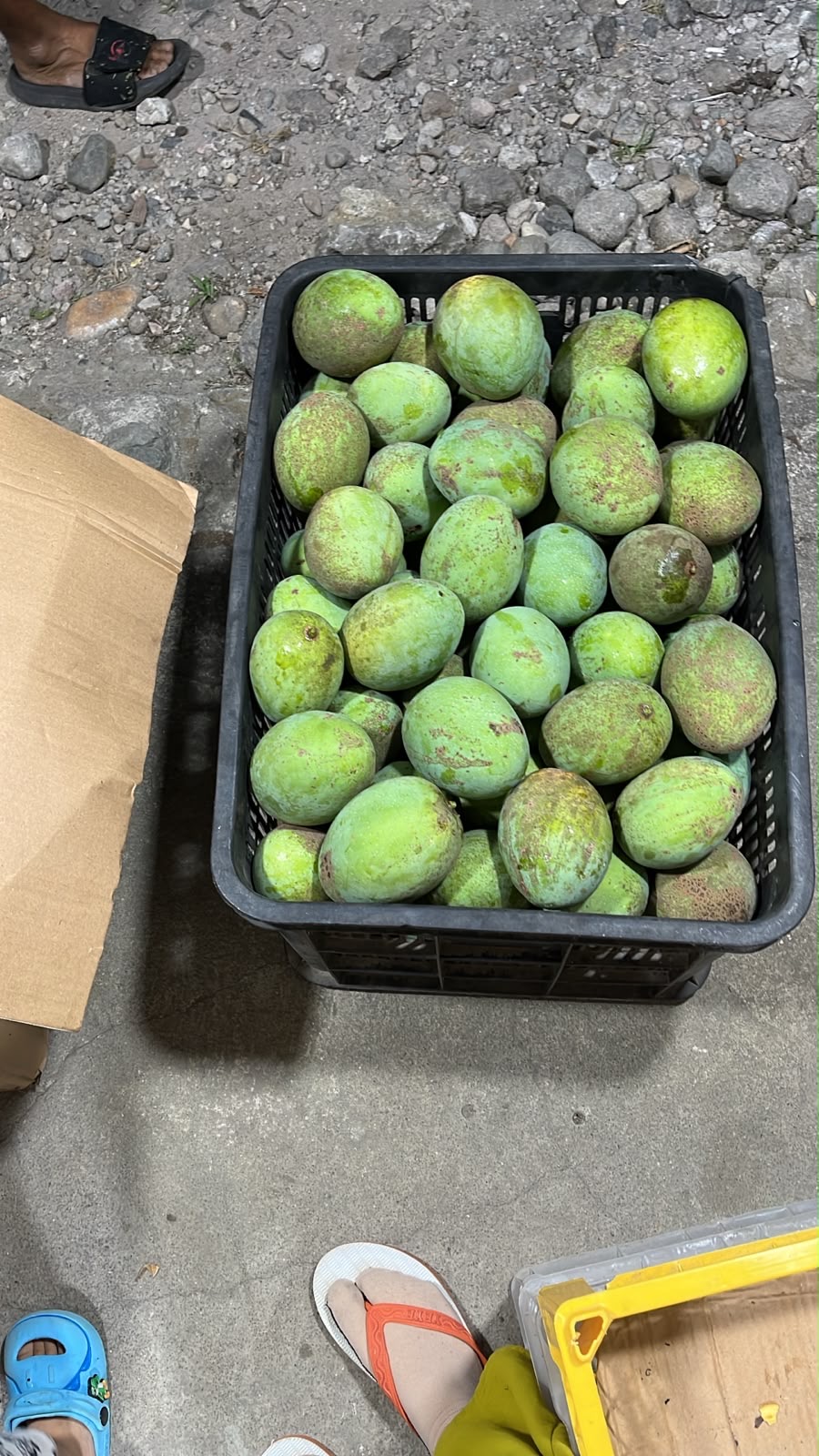 Ikon Buah Musiman