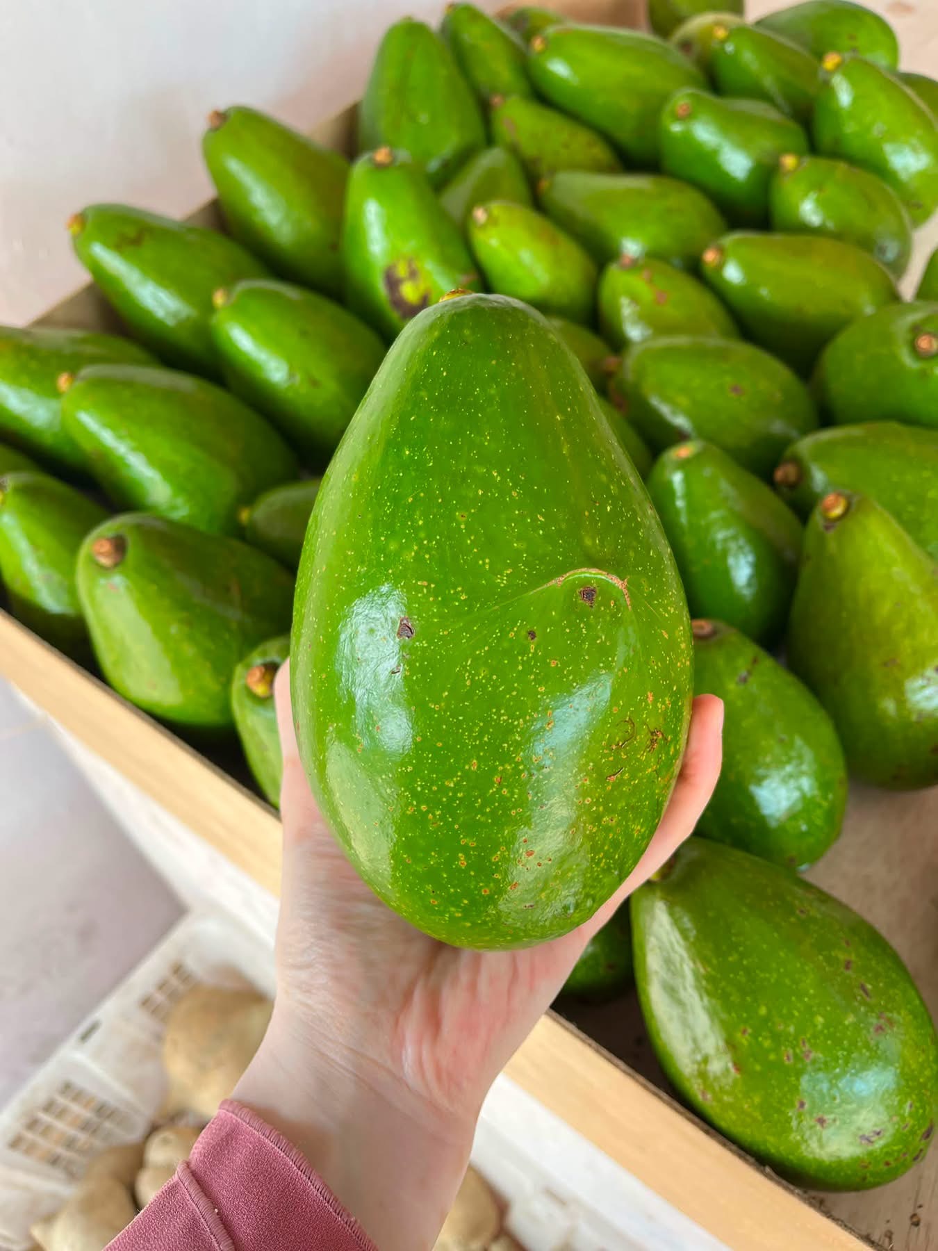 Ikon Buah Lokal