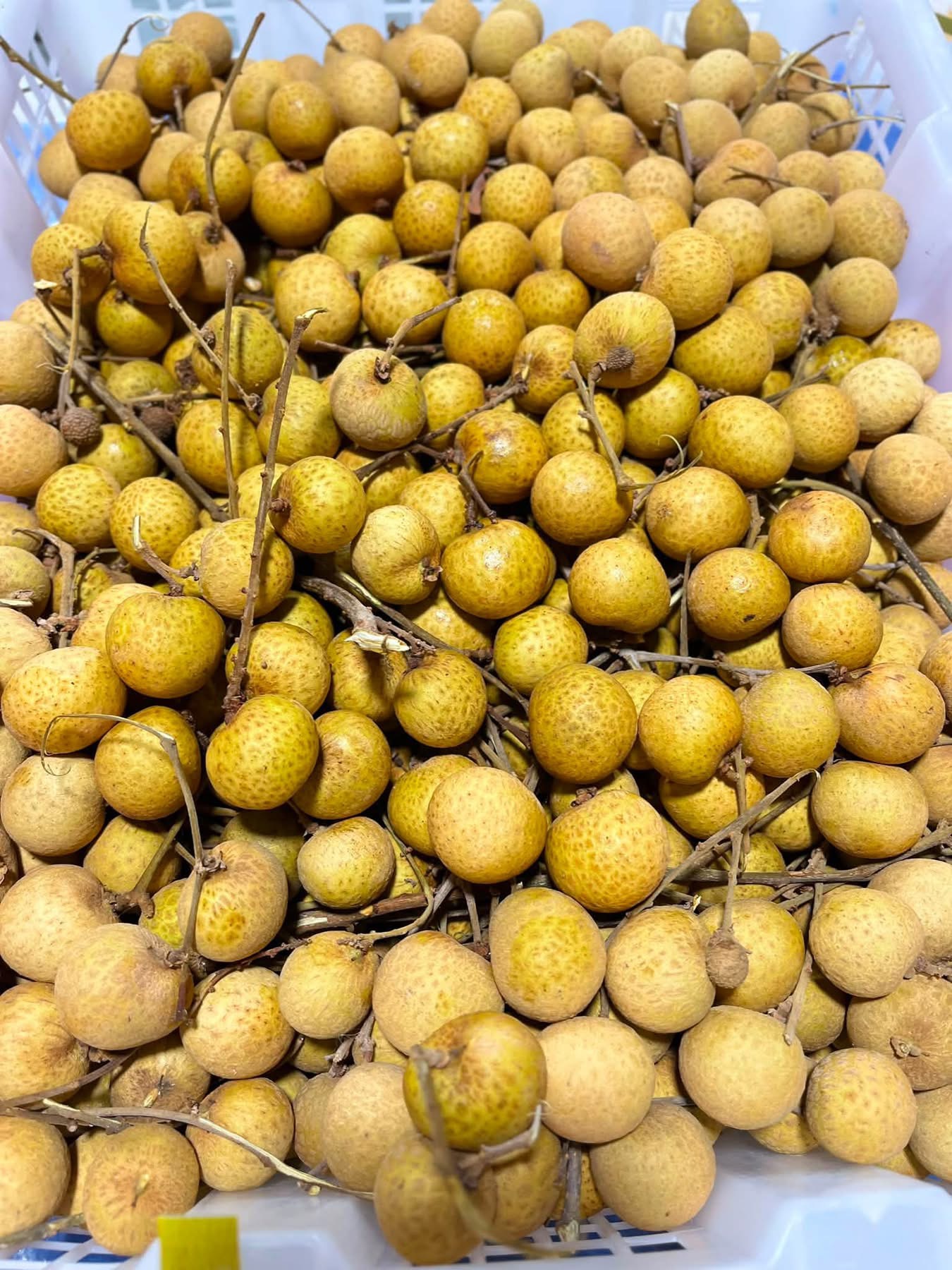 Lengkeng 60 rb/kg