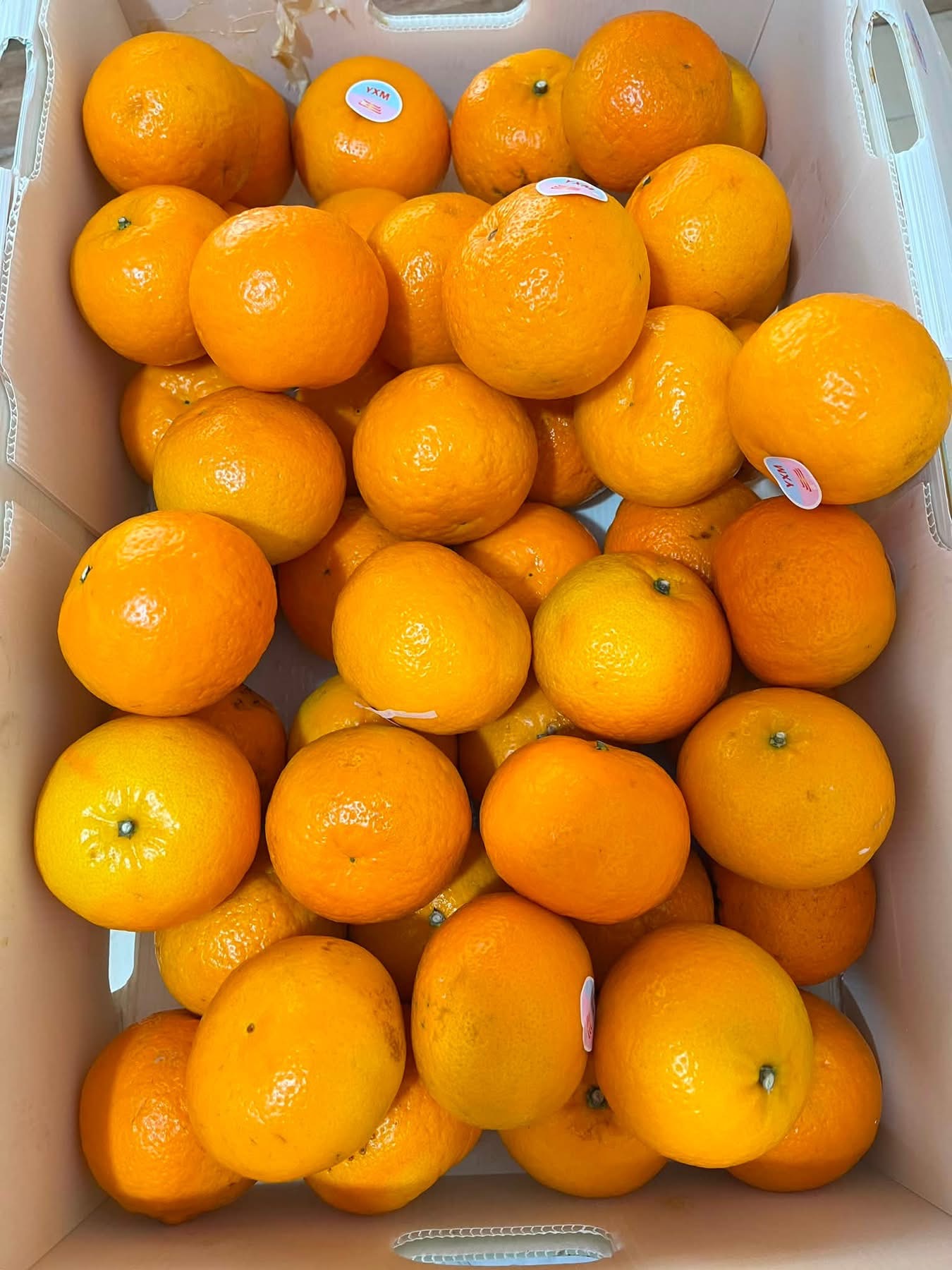 Jeruk Wogan 50 rbu / kg